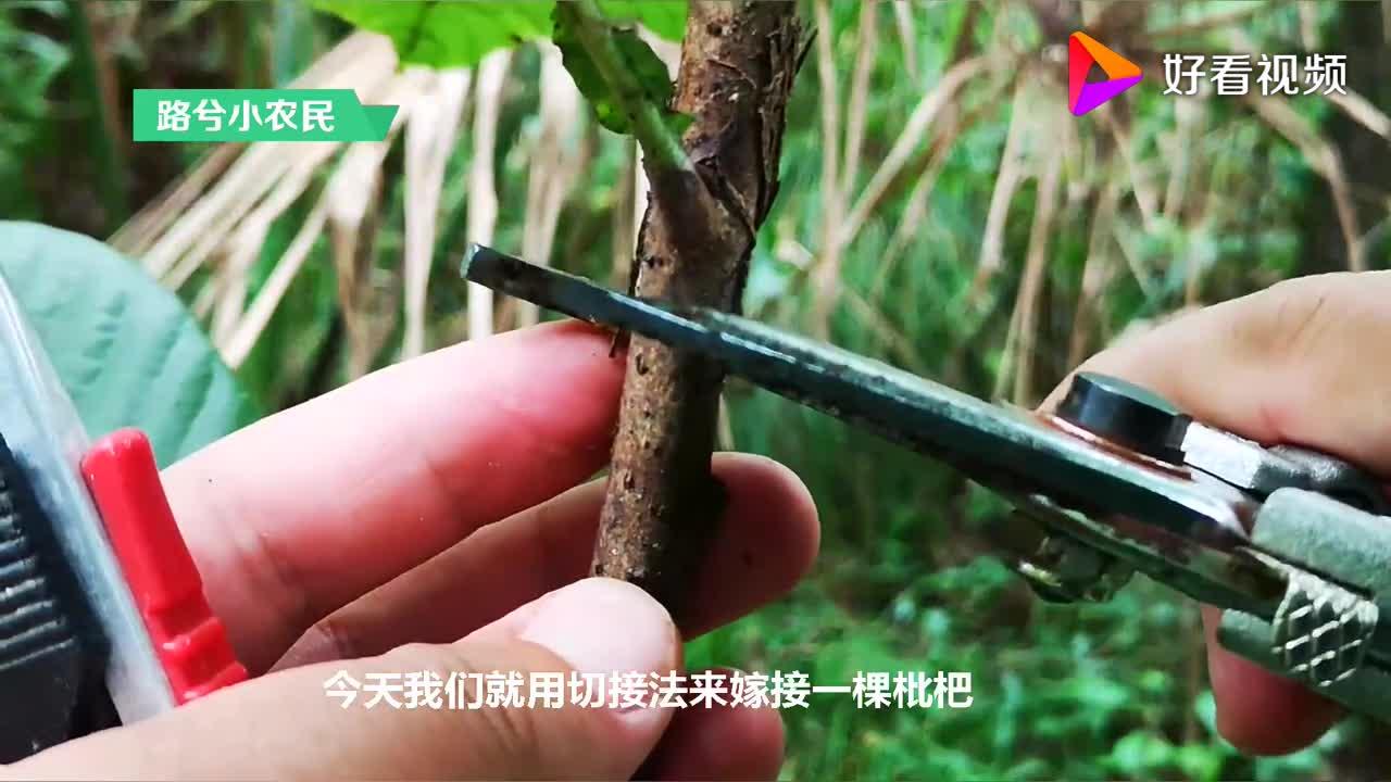 切接法是一种几乎万能的嫁接方法,今天我们用它来嫁接一棵枇杷树