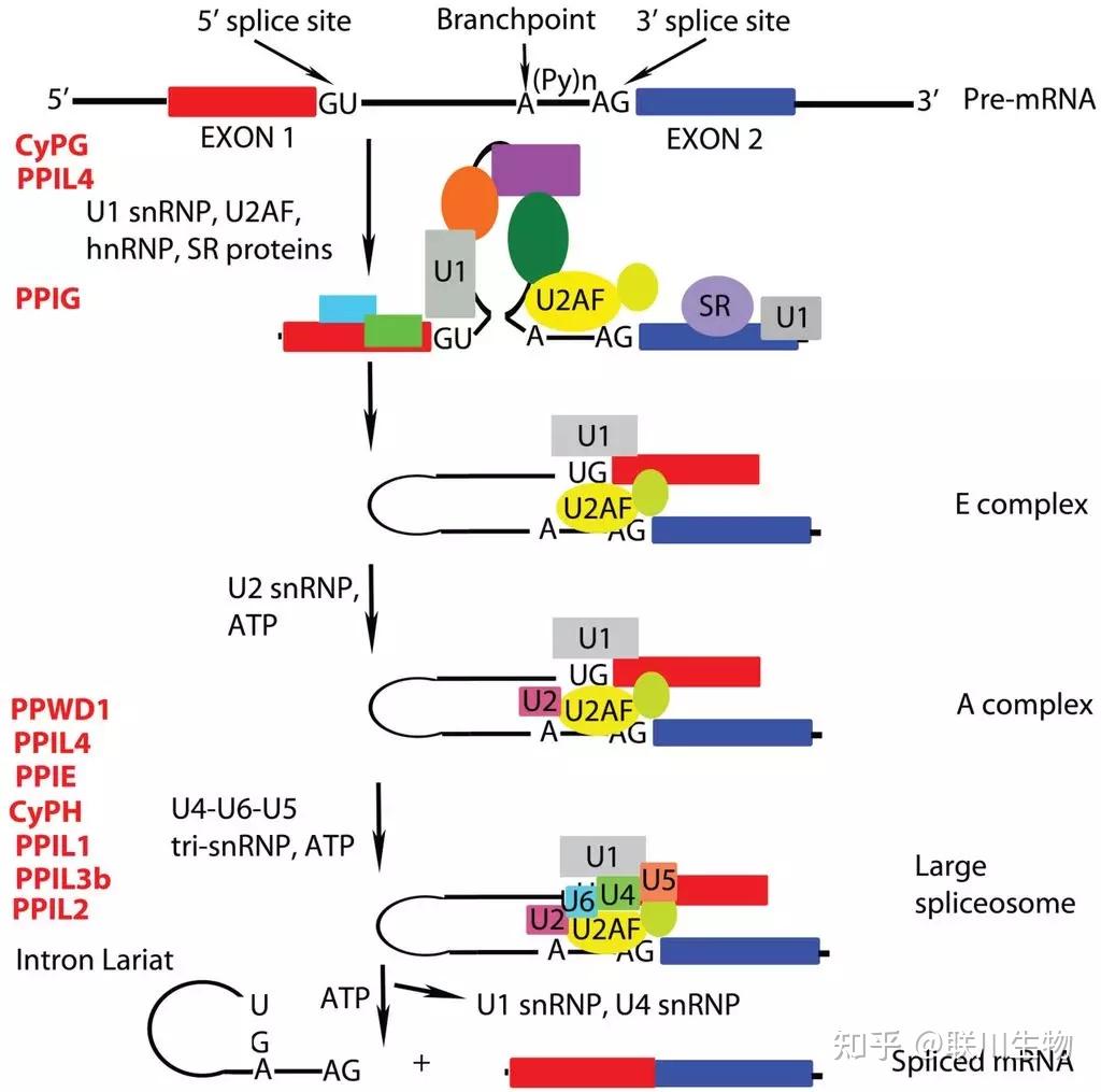 mrna剪切机制简介mrna专题