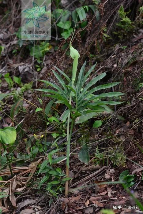 天南星 arisaema heterophyllum 只看叶形容易与虎掌混淆,但在雄花与