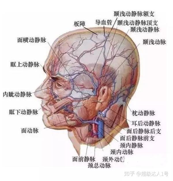 这个项目对医生的要求比较高,面部神经和血管分布较多,磨骨手术需在