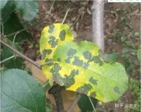 苹果褐斑病,斑点落叶病和炭疽叶枯病统称早期落叶病,是导致苹果树