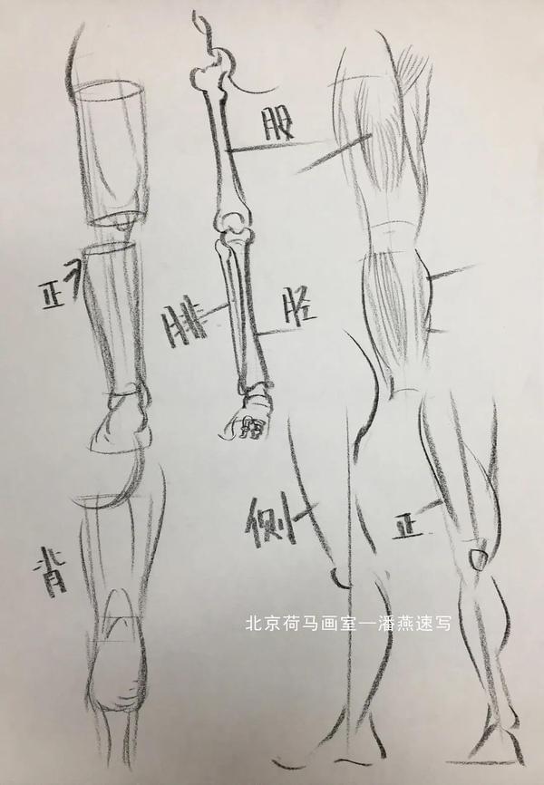 【北京画室】速写干货:人体基本结构讲解