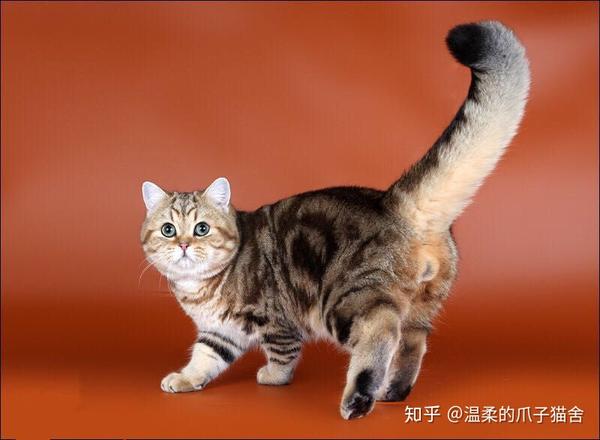 物以稀为贵猫也如此(金虎斑)