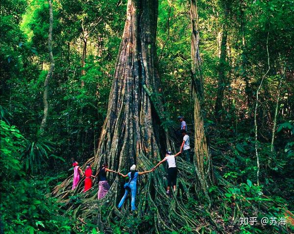 西双版纳旅游选景点攻略,避坑全靠它