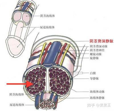 有图可以看的出来,阴茎大致是由海绵体和血管还有外部的皮来组成的.