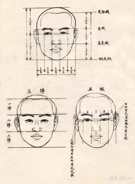 ▼ 三庭五眼 三庭:指从前额中央发际线开始到下巴尖之间的距离,共分