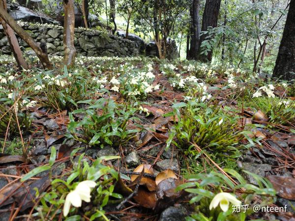 林下仿野生栽培的霍山石斛(米斛)