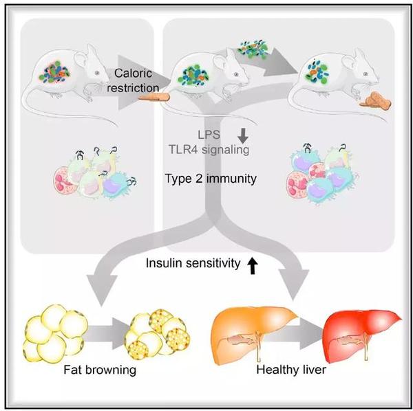 小鼠实验揭示节食与长寿的秘密,肠道菌群被改变是关键