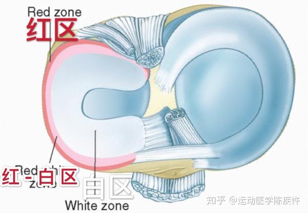 根据有无血液供应,半月板可分为红区(血供丰富),红白区(交界)及白区