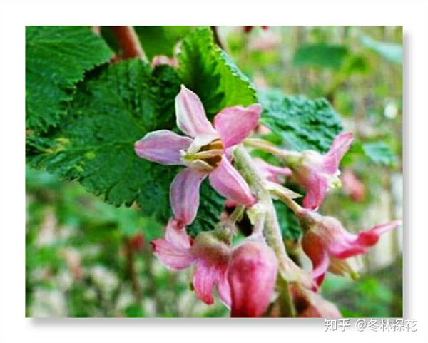 12月4日的生辰花醋栗花