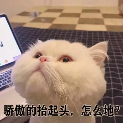 小猫咪表情包 - 知乎