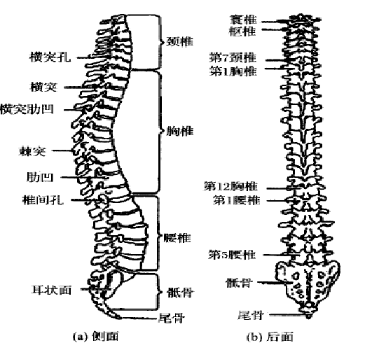 人体脊柱的组成,脊柱由33块段圆柱状椎骨组成,包括7块颈椎,12块胸椎,5