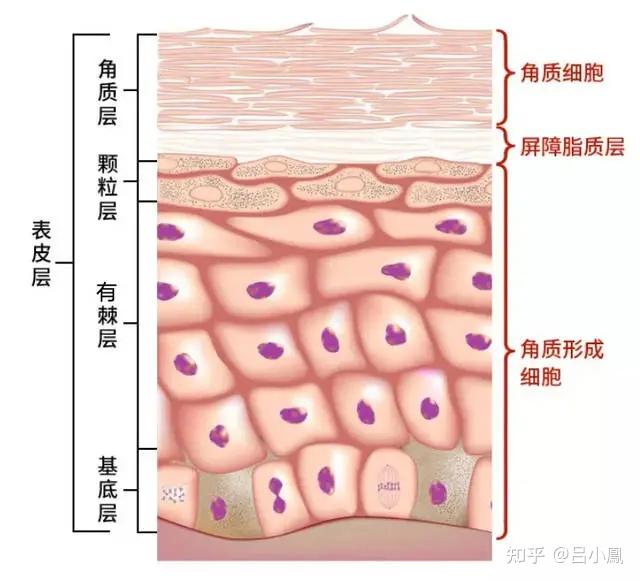 发展和转归;"灰浆"中的结构脂质的特性等,并分节阐述了表皮对常见皮肤