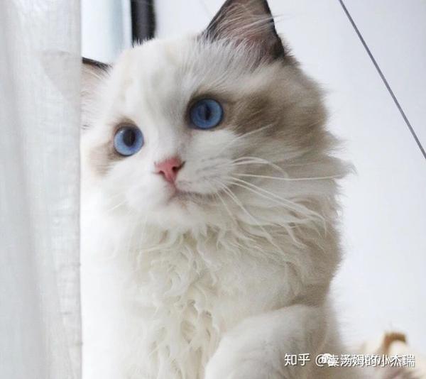 十二星座专属宠物猫,你的是哪一个?