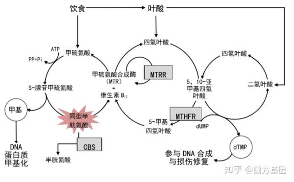 合成叶酸代谢途径