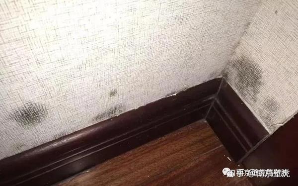 墙纸墙布发霉原因大揭底