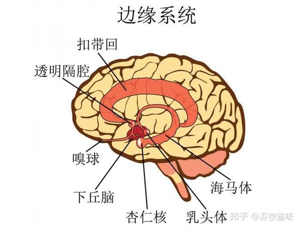 海马体及杏仁体在内,支援多种功能例如情绪,行为及长期记忆的大脑结构