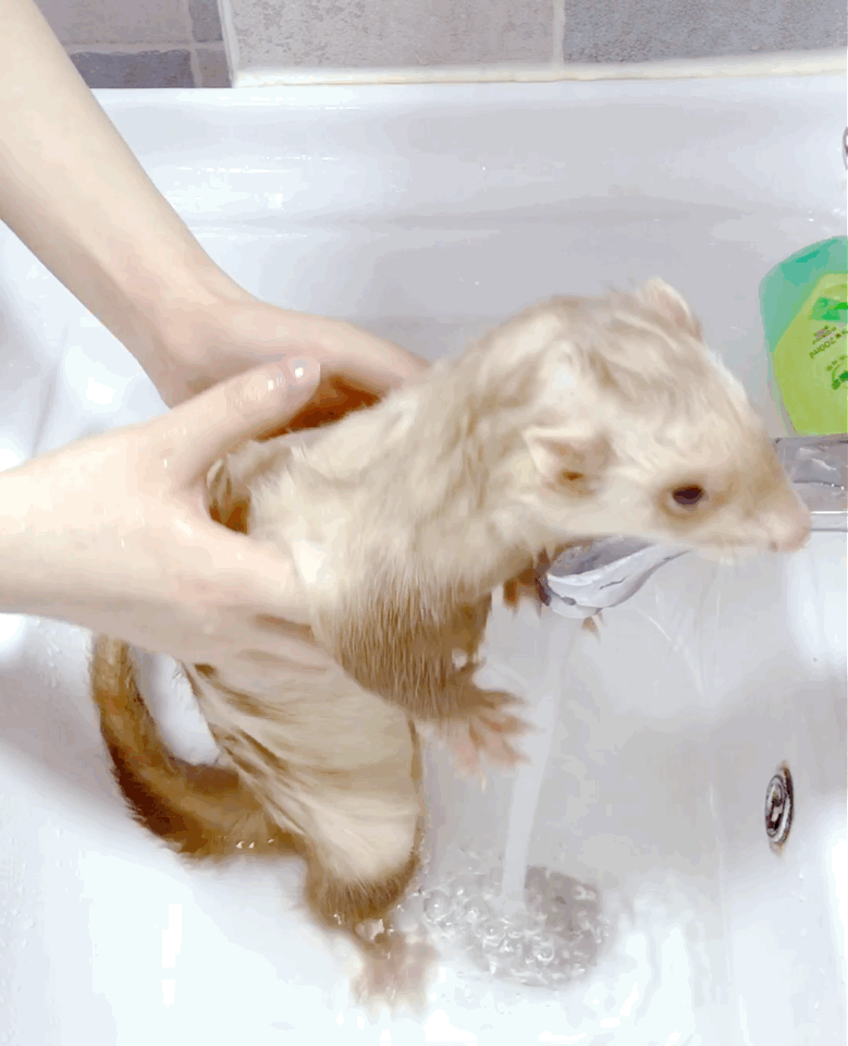 如何在家饲养宠物雪貂?