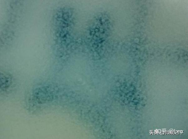 微观之下放大200倍后明成化青花杯真品与新仿品的区别