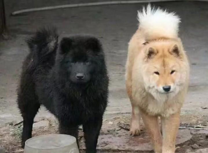 不是每只中华田园犬都叫唐犬附fci唐犬标准