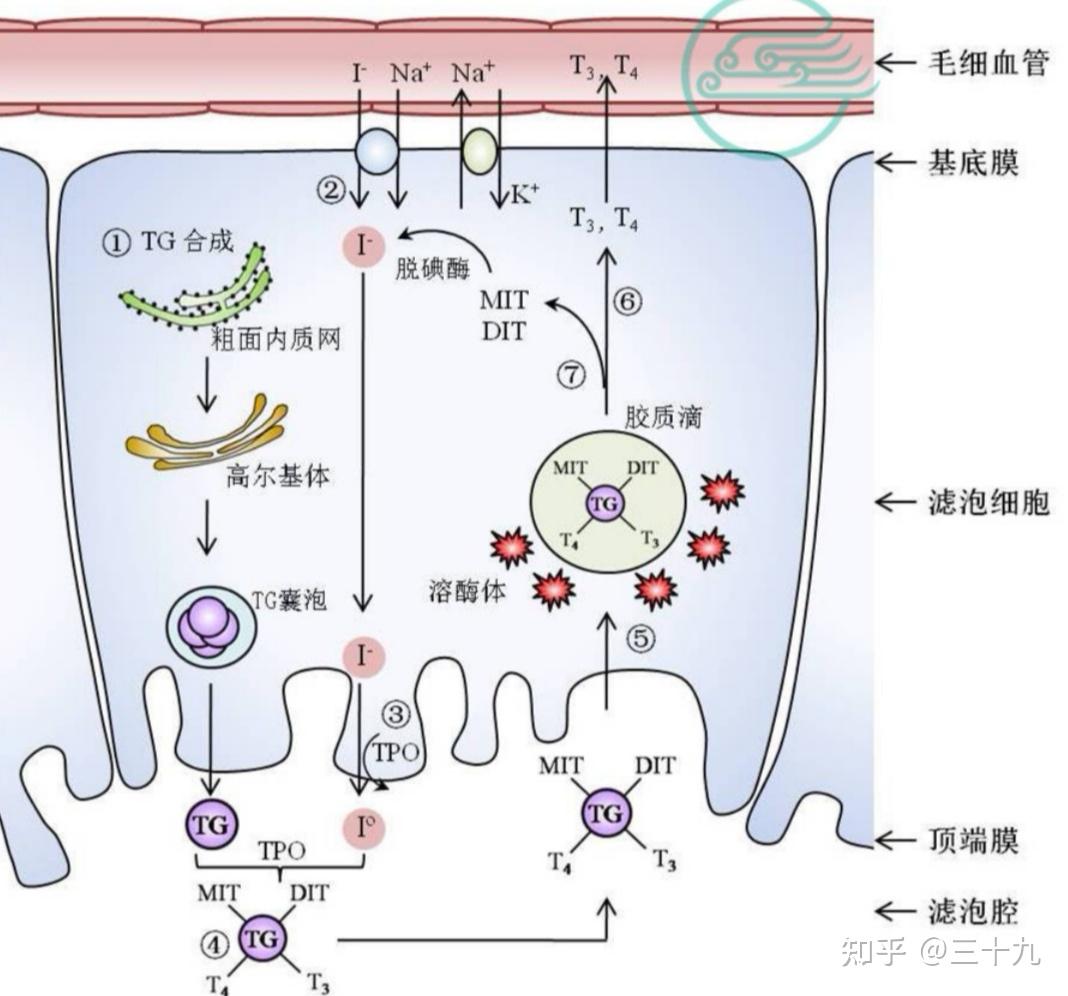 甲状腺内分泌 知乎