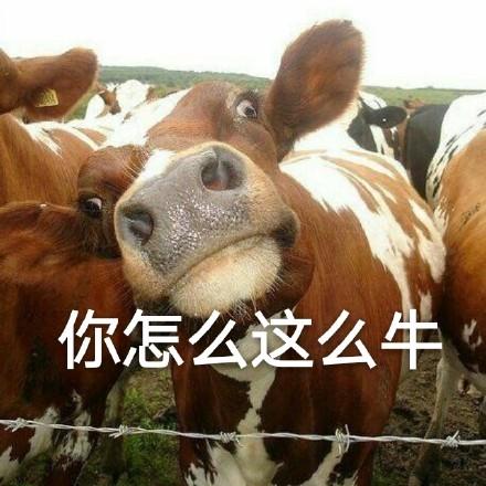 有哪些够你笑一辈子的沙雕图片
