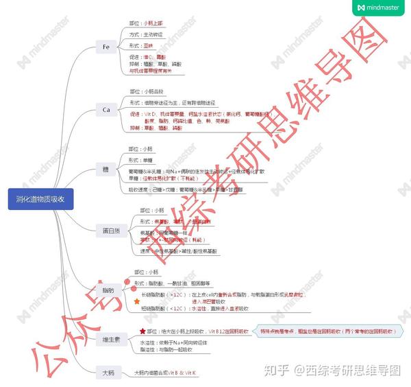 生理学,思维导图,循环系统