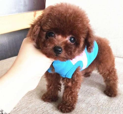 泰迪犬(贵兵犬)的鉴别