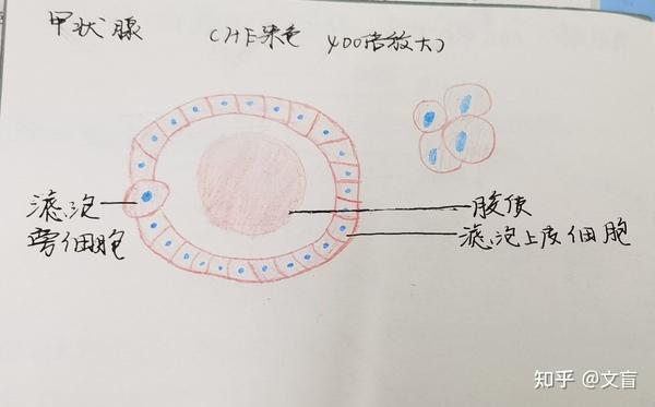 甲状腺