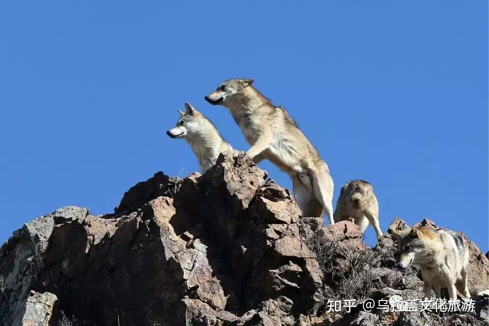 探秘野狼谷一场不寻常的旅行