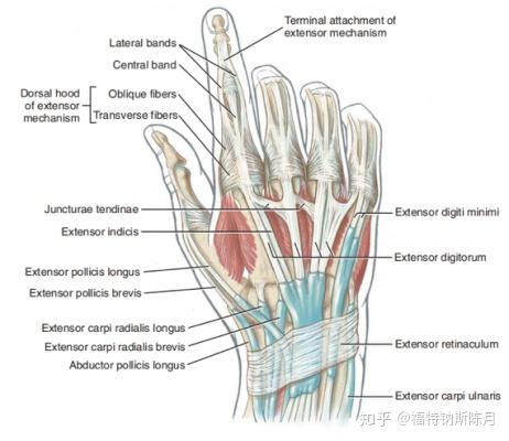 手部的肌肉结构