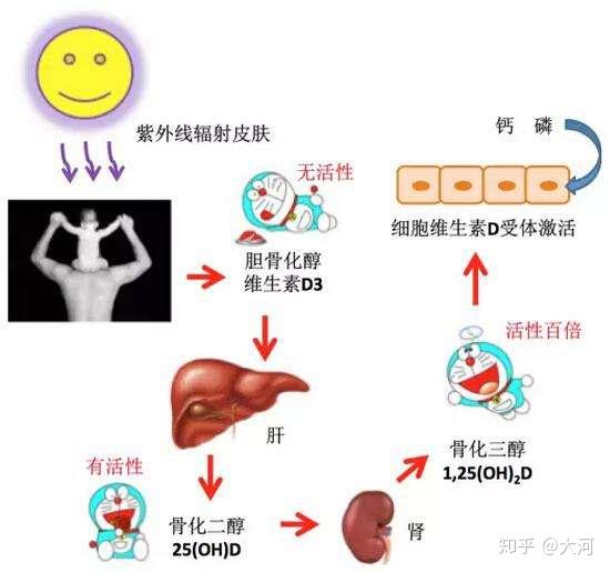 维生素d是可以通过紫外线照射皮肤转化而成的,所以,日照充足的地方