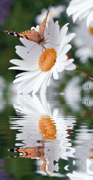 水中倒映 (1) 夜光朦胧(以下继续全部是 gif 动态图:)花,露珠【静态图