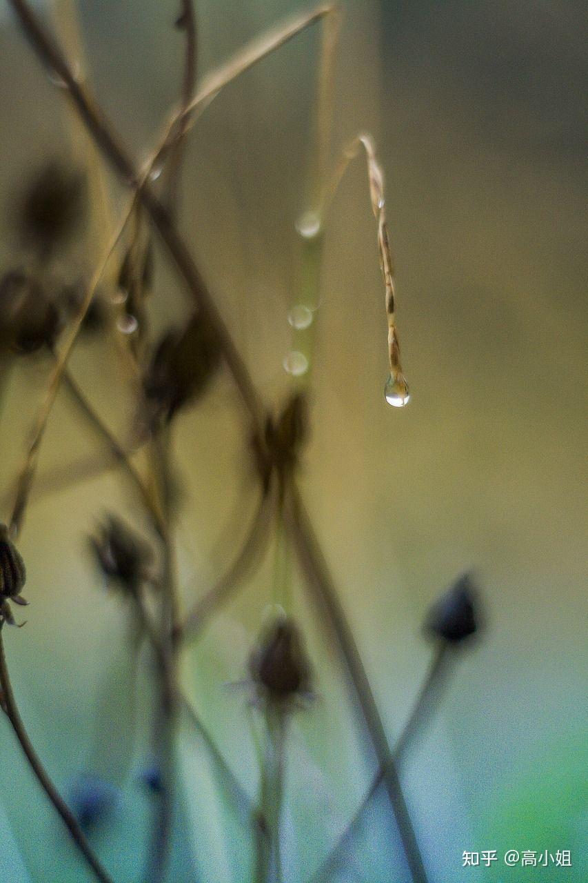 描写下雨天的诗句有哪些