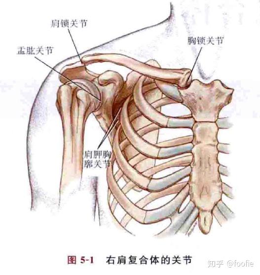 肩关节是属于一个复合关节,我们叫肩复合体,它包括胸锁关节