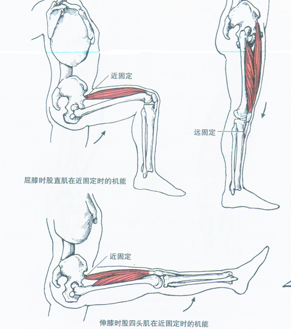 功能解剖: 股四头肌包括股直肌,股外侧肌,股中肌和股内侧肌.