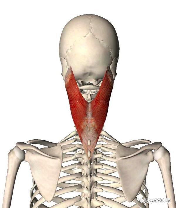 头颈部疼痛之颈后肌群头夹肌颈夹肌头半棘肌触发点疗法