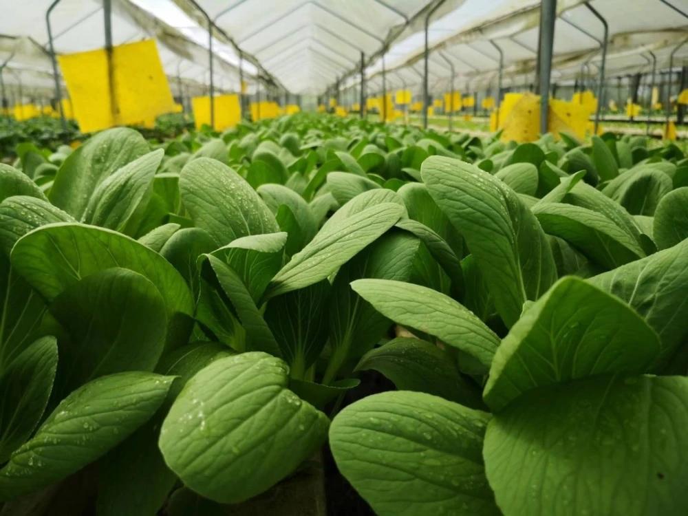 湾区绿菜水培蔬菜 水培蔬菜未来的六大市场趋势