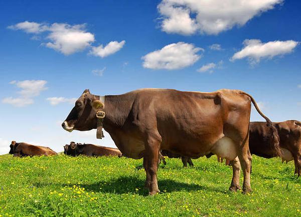 母牛难产怎么办母牛难产的处理方法