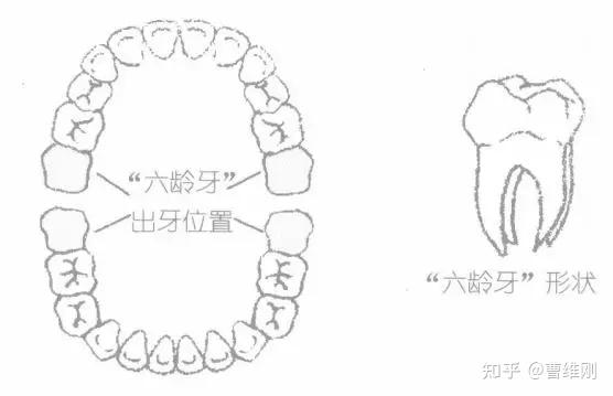 六龄牙没有重来的爱