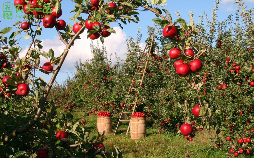 苹果可防止肥胖预防癌症种植户种苹果掌握7点硕果累累