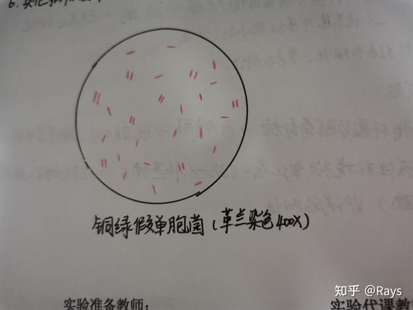 6.放线菌是由不同长短的纤细的菌丝所形成的单细胞菌丝体.