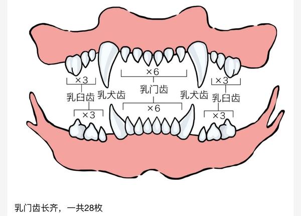 门齿上下各6枚,犬齿上下各两枚,前臼齿上下各6枚.