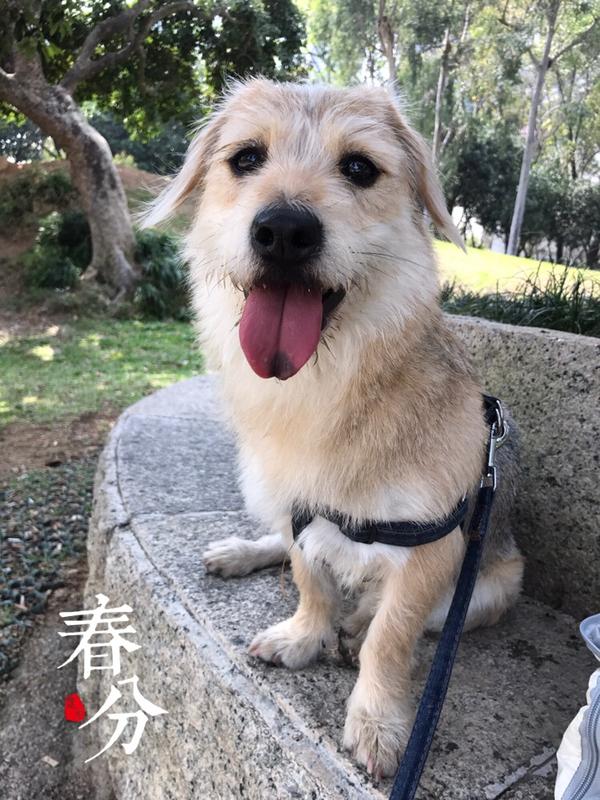 兽医说是梗犬混了什么@% 是个影后   天天在我目前演无辜