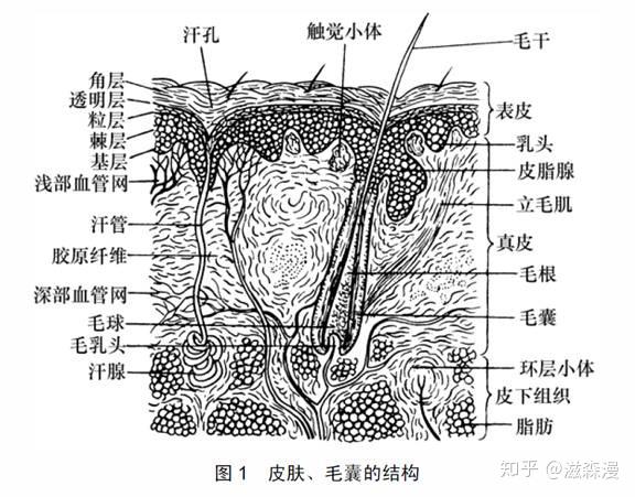 皮肤附属器 zhuanlan.zhihu.com