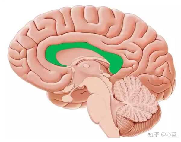 绿色部分就是胼胝体