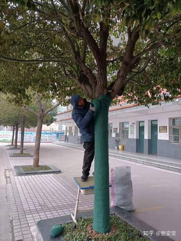 每年在冬季来临的时候,阜南五小都会对全校的树木进行过冬前的保护