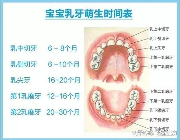 乳牙一般在出生后6个月左右开始萌出,2岁半至3岁期间
