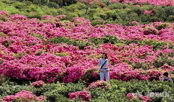 叠石花谷百万株杜鹃花绽放惊艳整个春天