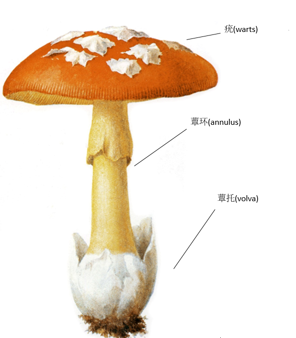 蘑菇生长过程及构造